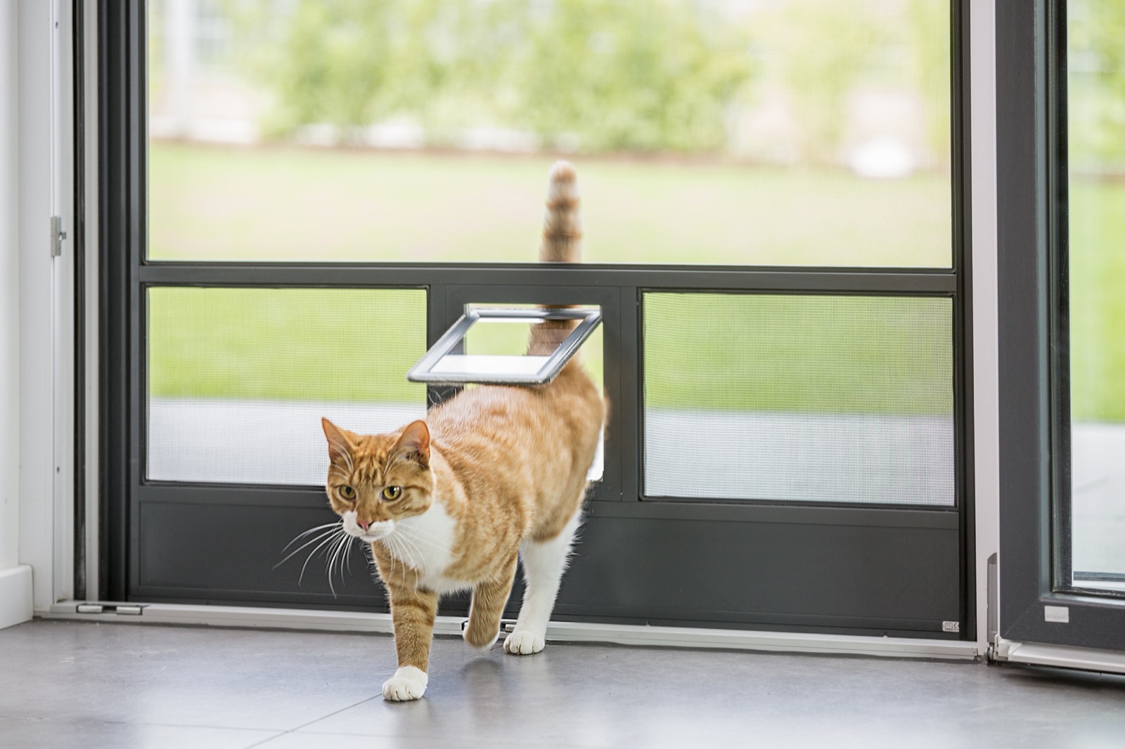 Insektenschutztür mit Katzen- & Hundeklappe